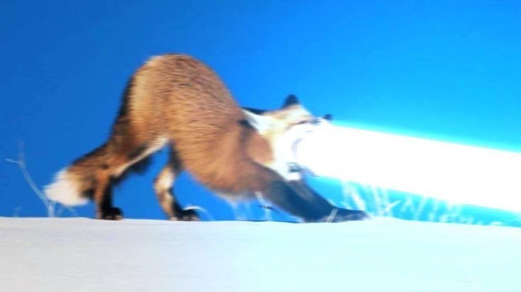 a fox blasting a laser out of his mouth